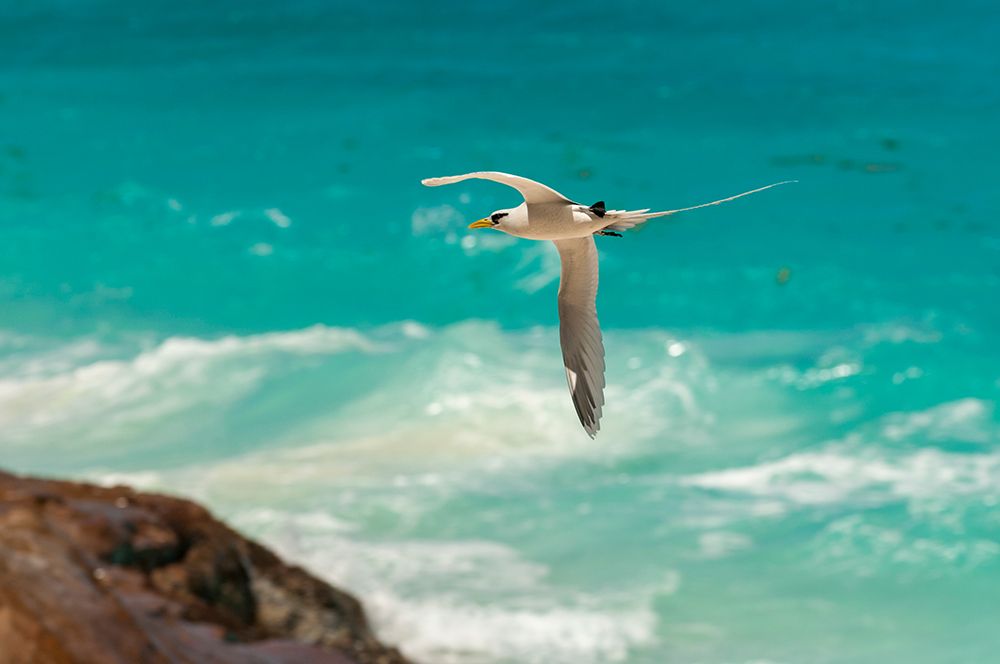 A white-tailed-or yellow-billed tropicbird in flight over clear blue water Seychelles art print by Sergio Pitamitz for $57.95 CAD