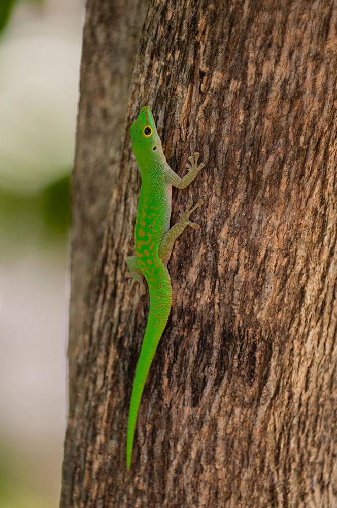A green gecko-Phelsuma sundbergi longinsulae climbing a tree Seychelles art print by Sergio Pitamitz for $57.95 CAD