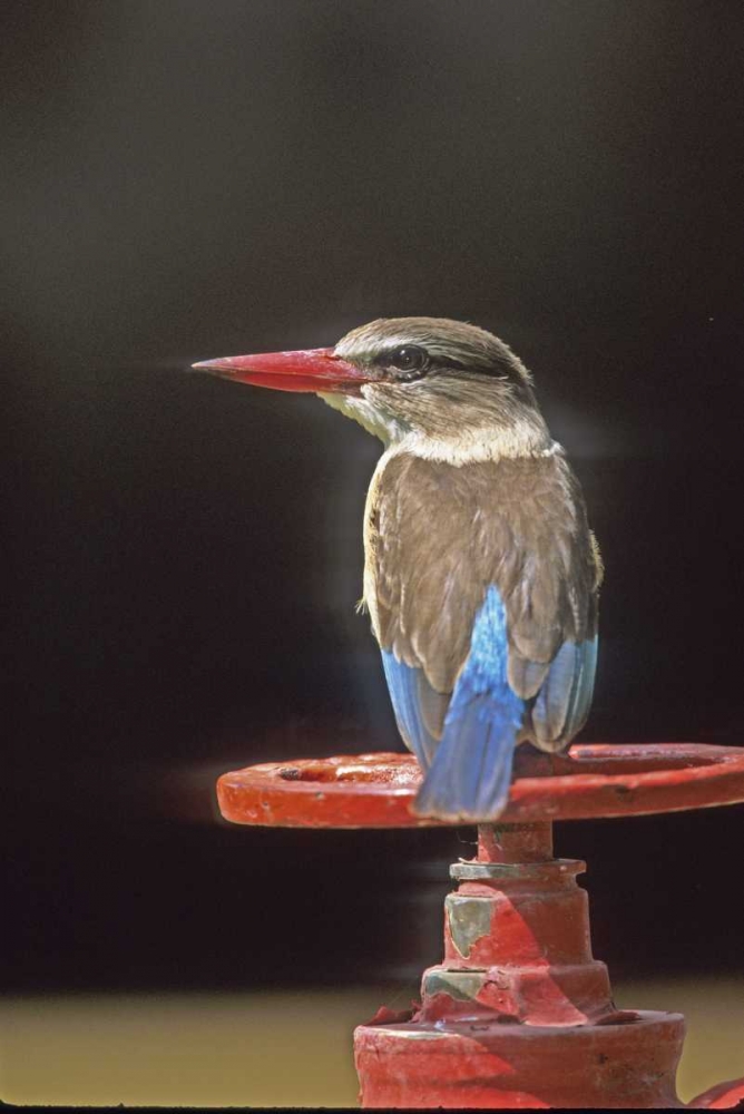 South Kruger NP Brown-hooded kingfisher on wheel art print by Joanne Williams for $57.95 CAD