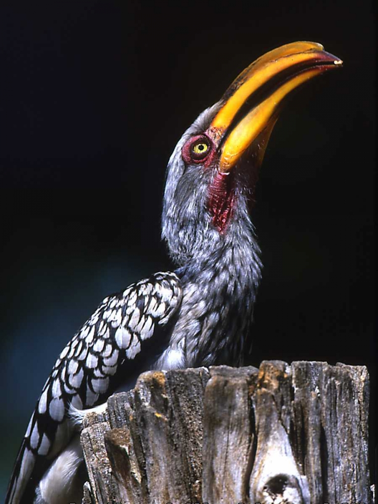 South Kruger NP Yellow-billed hornbill on tree art print by Joanne Williams for $57.95 CAD