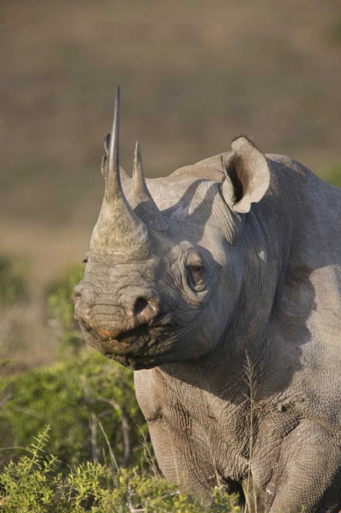 South Africa, Port Elizabeth, Black rhino grazing art print by Josh Anon for $57.95 CAD