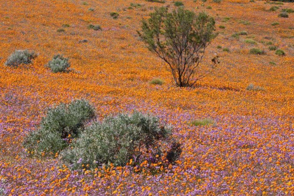 Blossoms in Namaqua NP, Namaqualand, South Africa art print by Bill Young for $57.95 CAD