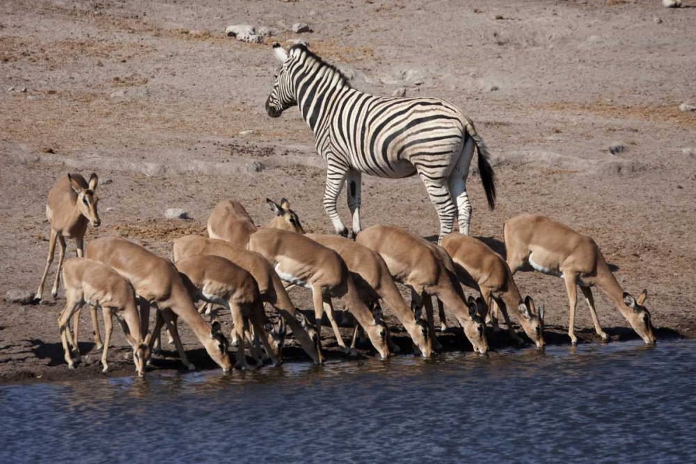 Zebra and black-faced impala, Etosha NP, Namibia art print by Bill Young for $57.95 CAD
