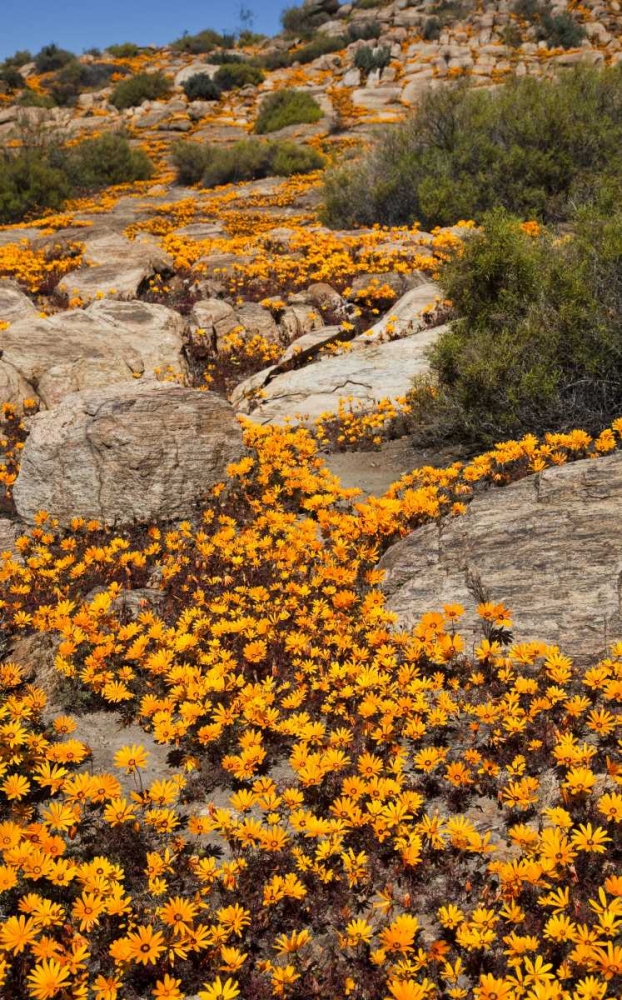 South Namaqualand Flower blossoms among rocks art print by Bill Young for $57.95 CAD