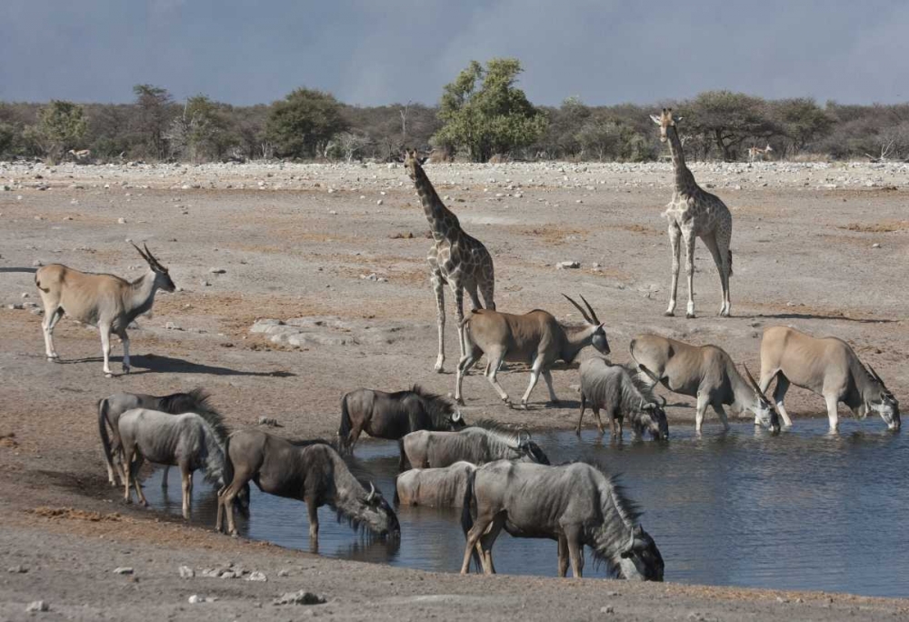 Namibia, Etosha NP  Animals at Chudop waterhole art print by Bill Young for $57.95 CAD