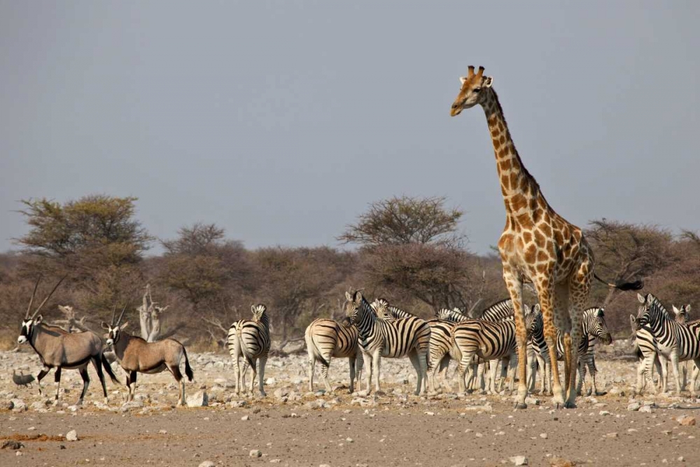 Namibia, Etosha NP Animals ongregate at water art print by Bill Young for $57.95 CAD