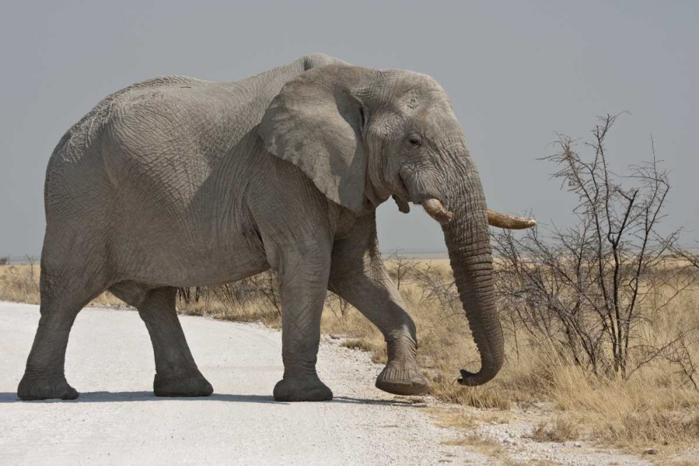 Namibia, Etosha NP Elephant crossing a road art print by Bill Young for $57.95 CAD