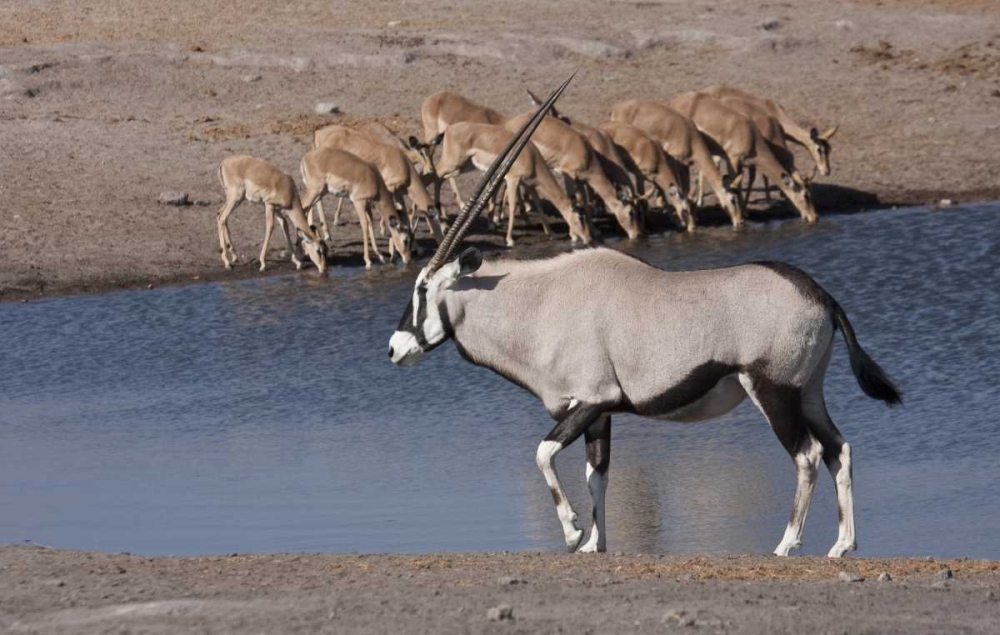 Namibia, Etosha NP Oryx and black-faced impala art print by Bill Young for $57.95 CAD