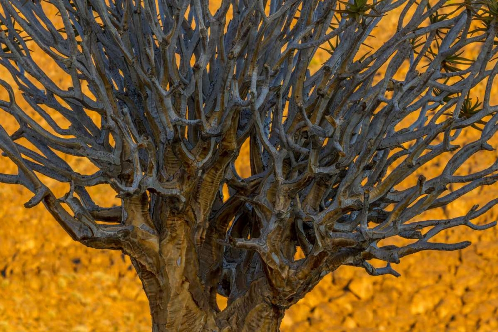South Richtersveld NP Quiver tree art print by Bill Young for $57.95 CAD