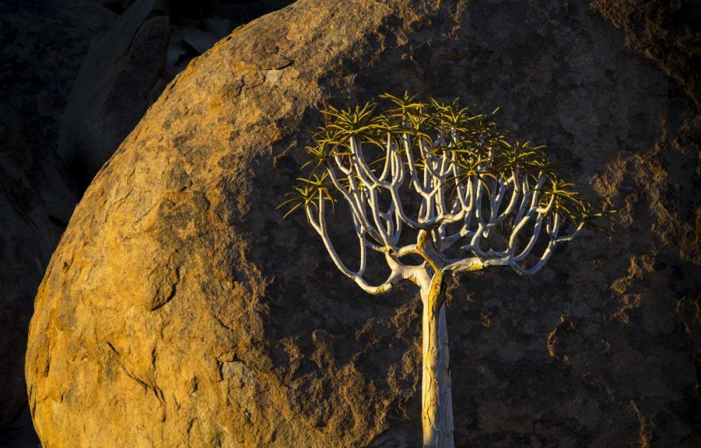 South Richtersveld NP Quiver tree and boulder art print by Bill Young for $57.95 CAD