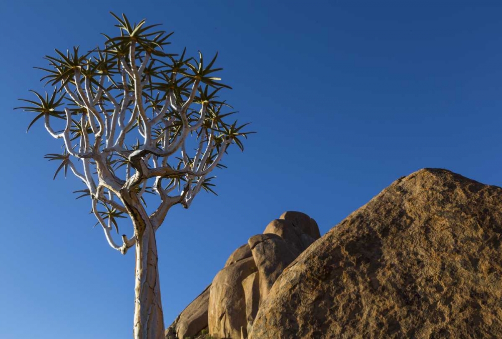 South Richtersveld NP Quiver tree and boulder art print by Bill Young for $57.95 CAD