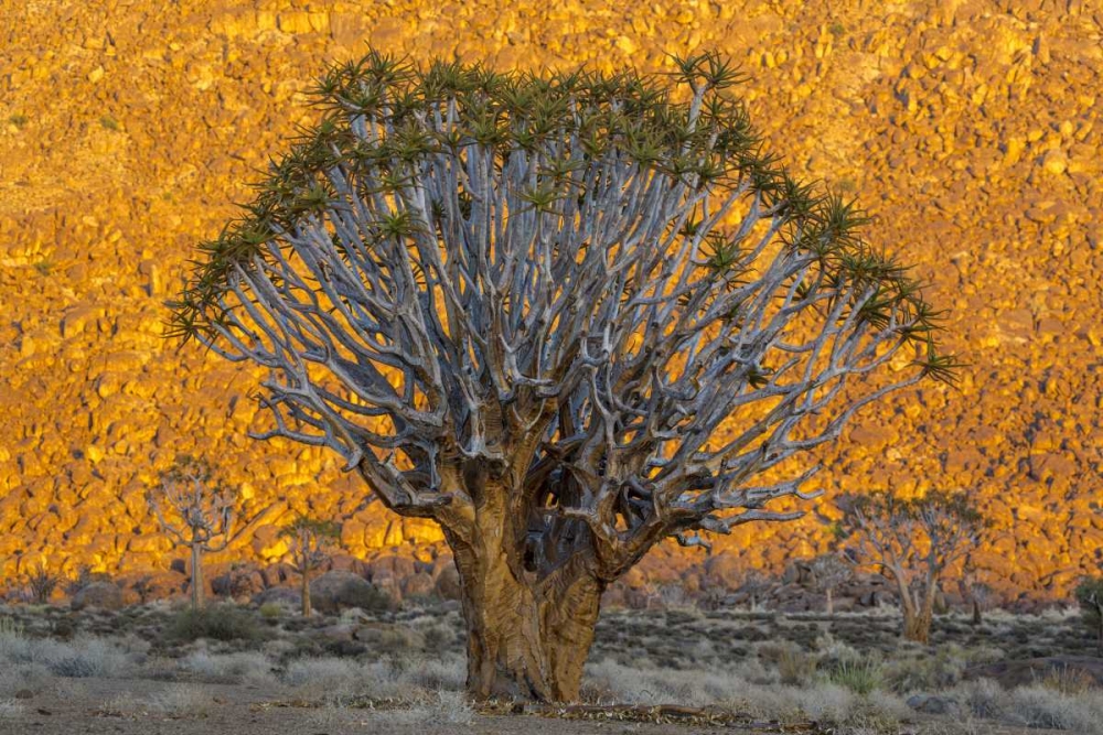 South Richtersveld NP Quiver trees against hill art print by Bill Young for $57.95 CAD