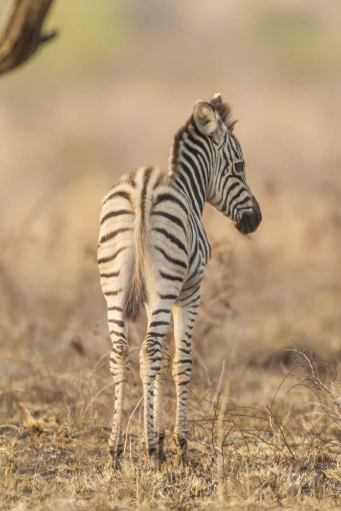 Africa, South Africa Rear of baby zebra art print by Fred Lord for $57.95 CAD