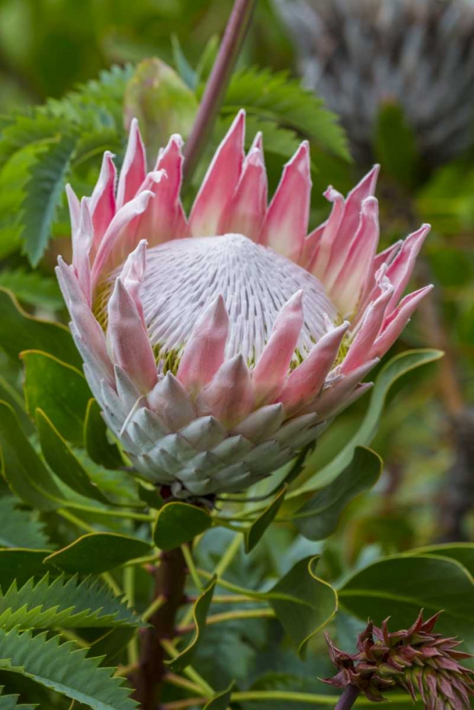 South Cape Town King protea flower art print by Fred Lord for $57.95 CAD