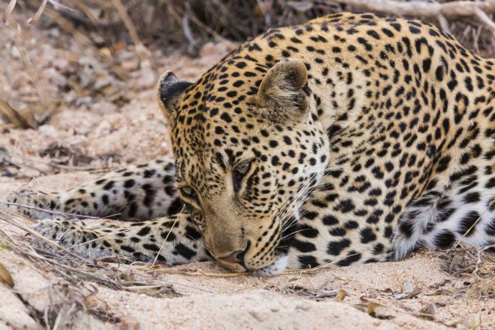 South Ngala Private Game Reserve Young leopard art print by Fred Lord for $57.95 CAD