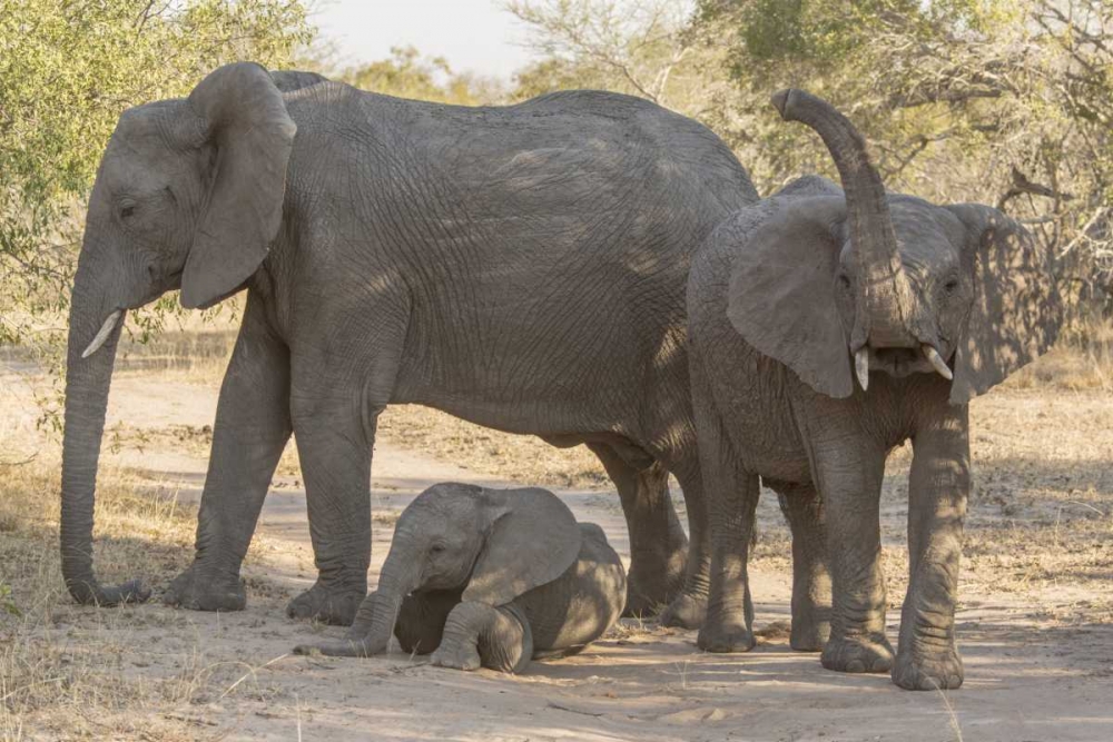 South Africa, Elephants in shade art print by Fred Lord for $57.95 CAD