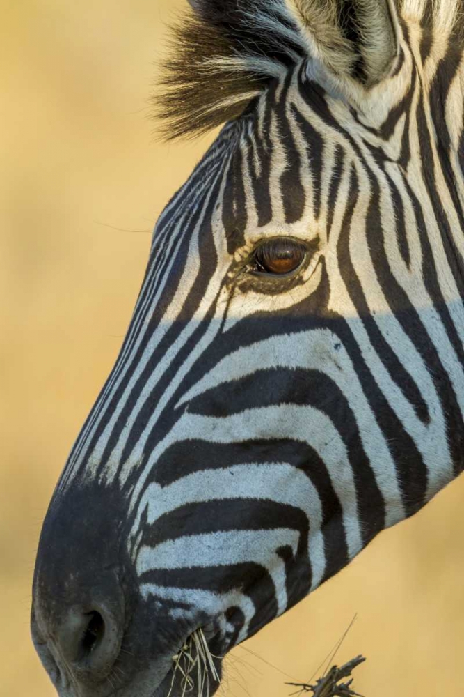 Africa, South Africa Profile of zebra art print by Fred Lord for $57.95 CAD