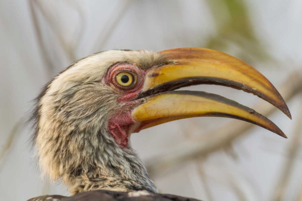 South Africa Yellow-billed hornbill bird art print by Fred Lord for $57.95 CAD
