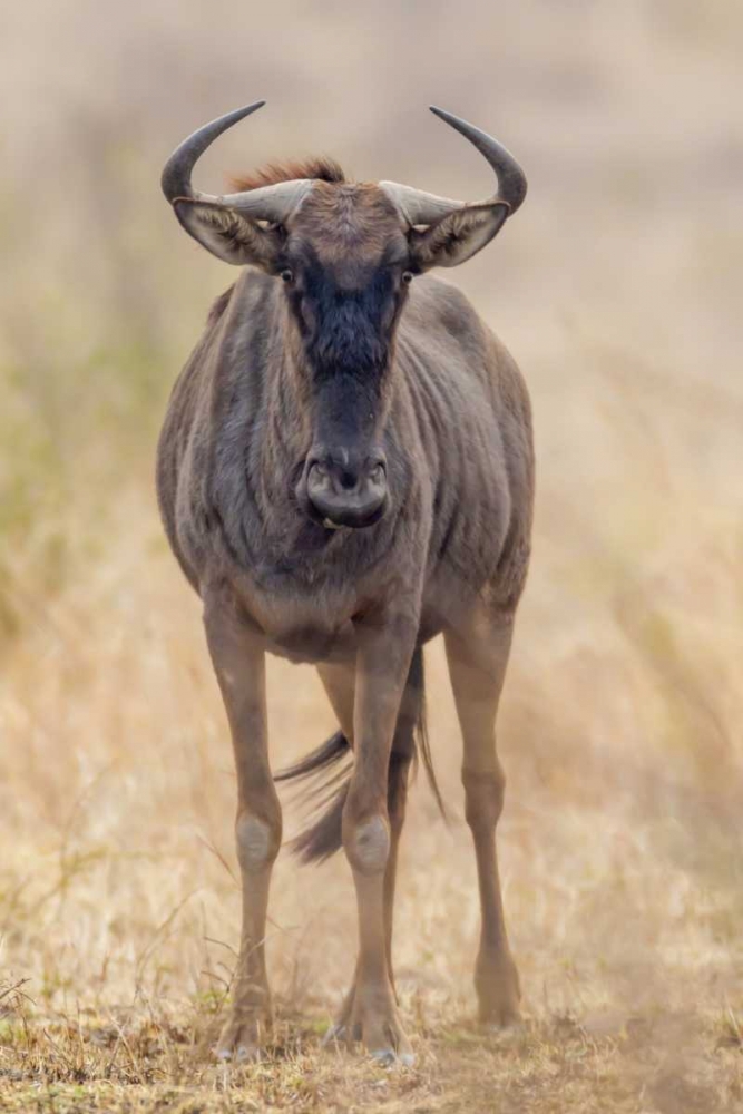 Africa, South Africa Frontal view of gnu art print by Fred Lord for $57.95 CAD