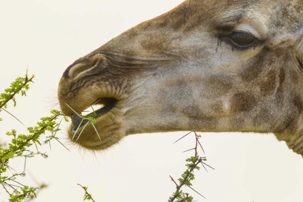South Africa Giraffe feeding on acacia leaves art print by Fred Lord for $57.95 CAD