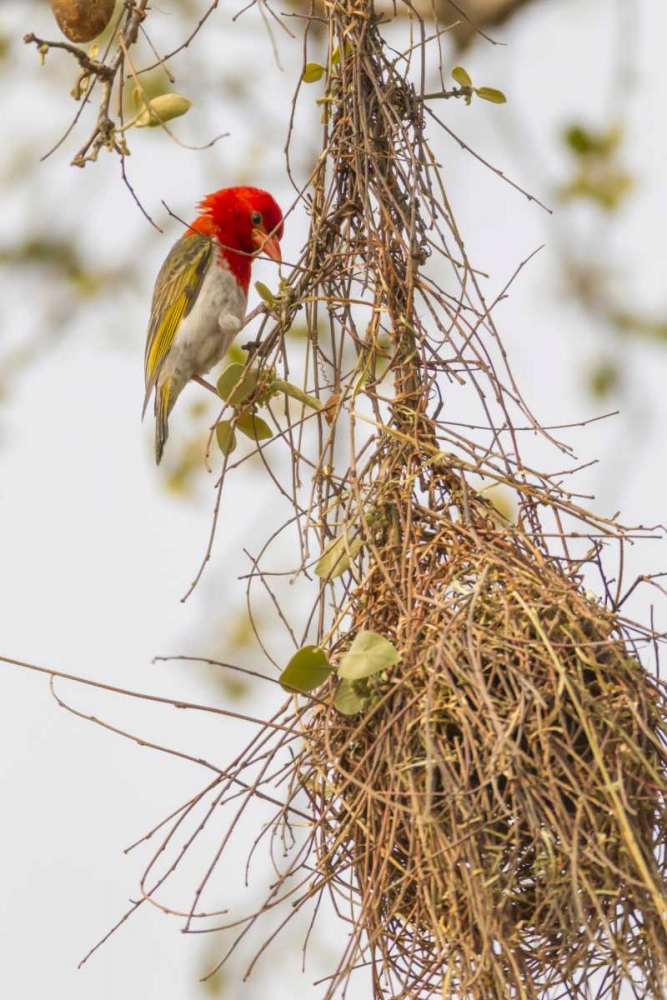 South Africa Male red-headed weaver on nest art print by Fred Lord for $57.95 CAD