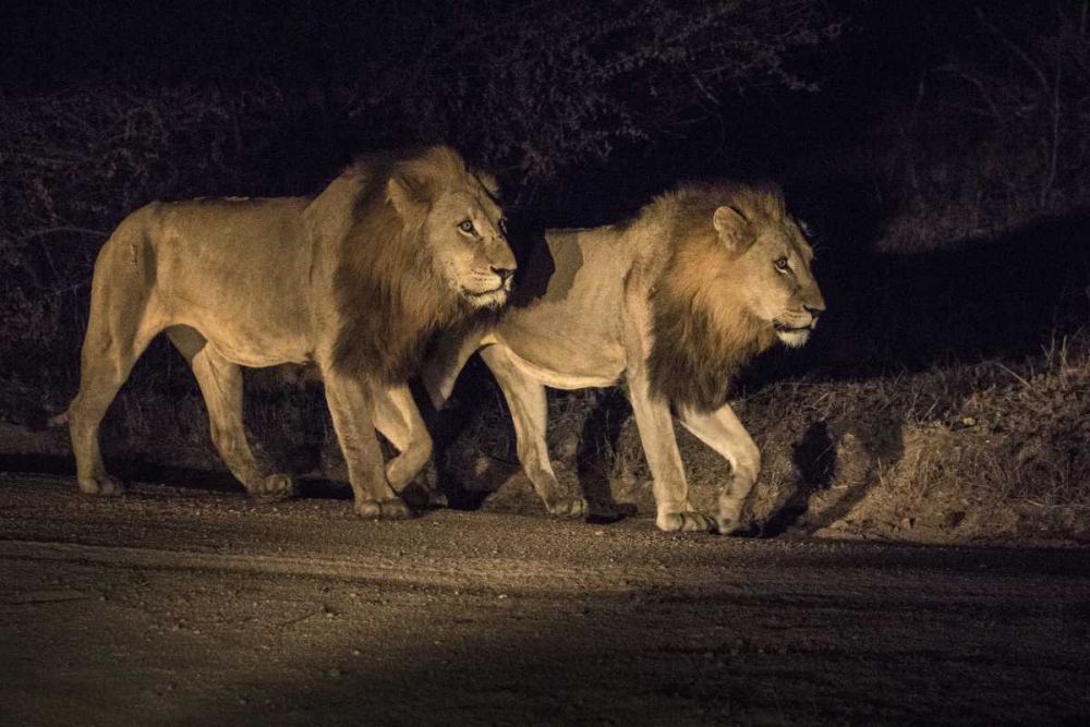 South Africa, Two male lions walking at night art print by Jim Zuckerman for $57.95 CAD