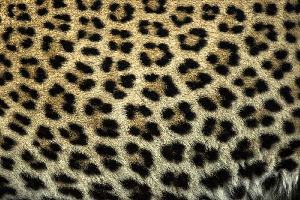 South Africa Close up of Leopard spots art print by Jim Zuckerman for $57.95 CAD
