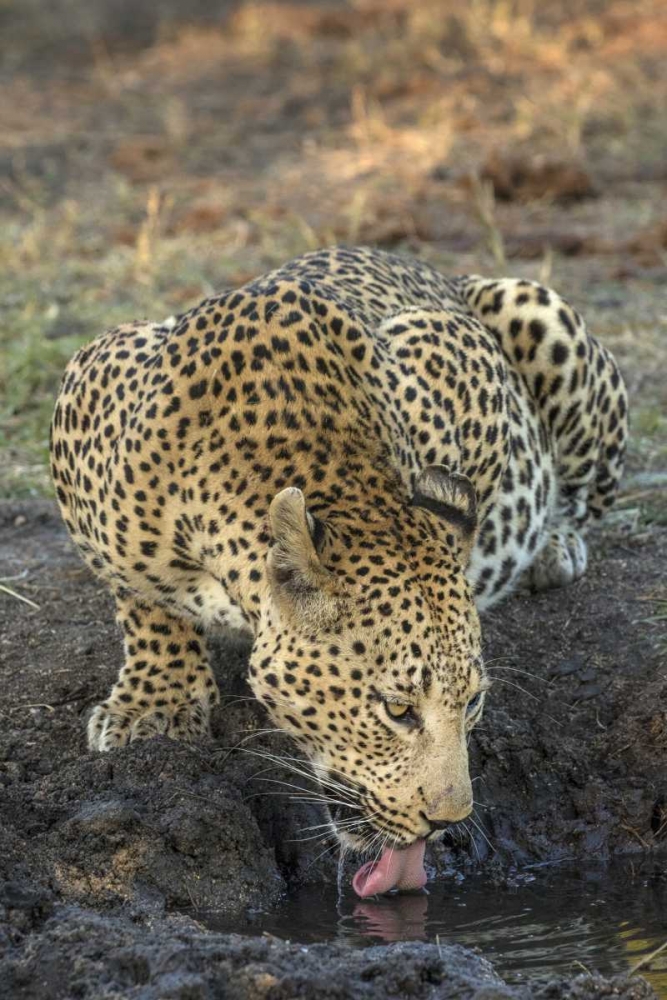 South Africa, Leopard drinking from a waterhole art print by Jim Zuckerman for $57.95 CAD