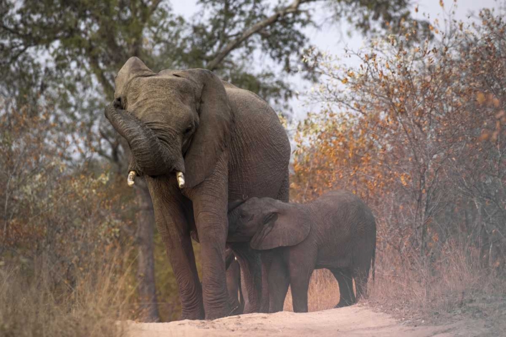 South Africa, Nursing baby elephant art print by Jim Zuckerman for $57.95 CAD