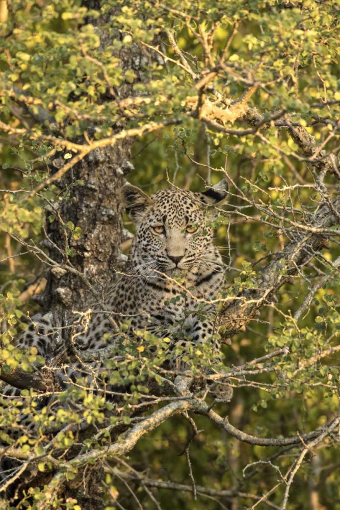 South Africa, Leopard cub hiding from hyenas art print by Jim Zuckerman for $57.95 CAD