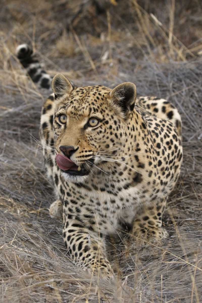 South Africa, Crouching leopard art print by Jim Zuckerman for $57.95 CAD