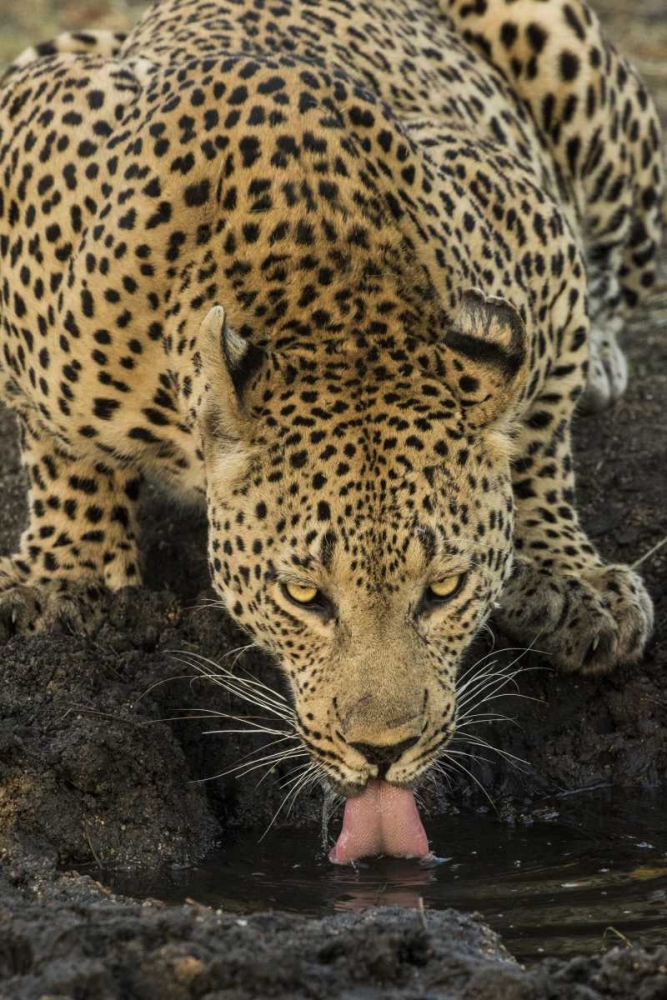 South Kruger NP Leopard drinking at waterhole art print by Jim Zuckerman for $57.95 CAD