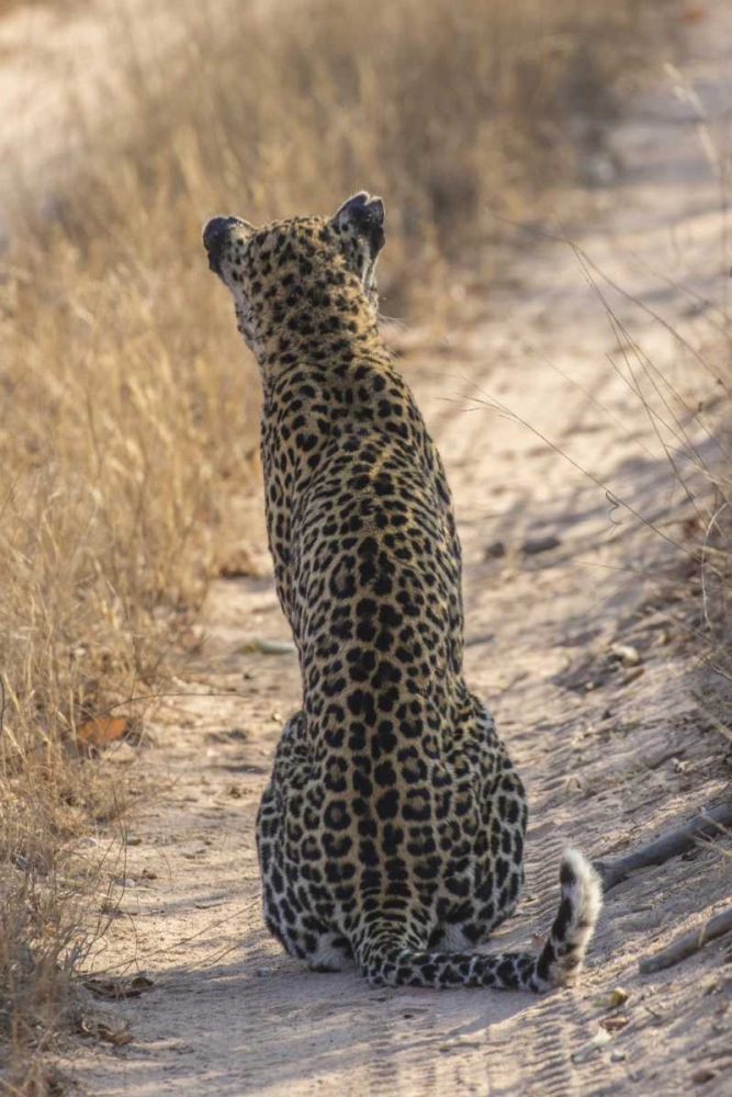 South Africa, Back of leopard sitting in road art print by Jim Zuckerman for $57.95 CAD
