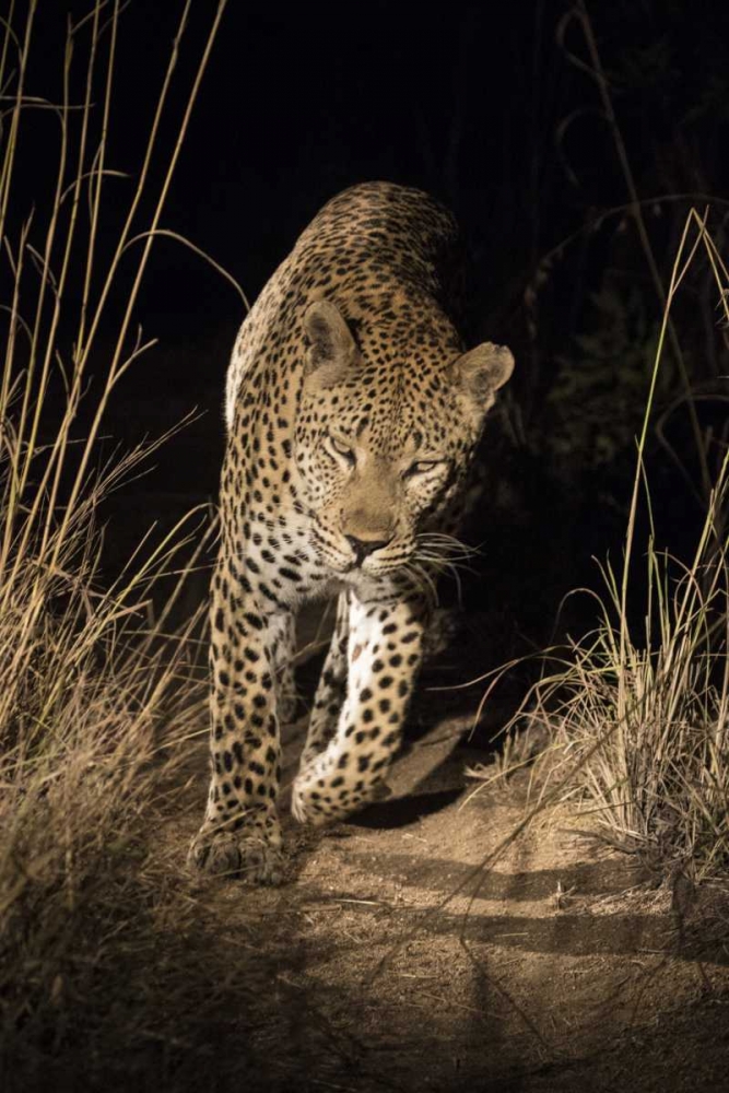 South Africa, Leopard walking trail at night art print by Jim Zuckerman for $57.95 CAD