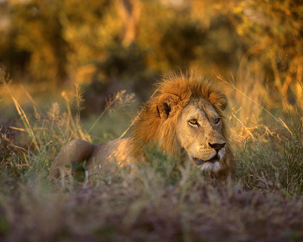 Africa-South Africa-Kruger National Park Male lion rests in grass at sunset art print by Jaynes Gallery for $57.95 CAD