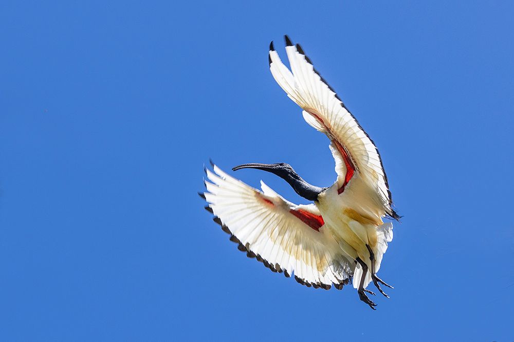 South Africa-Cape Town Sacred ibis bird in flight art print by Jaynes Gallery for $57.95 CAD