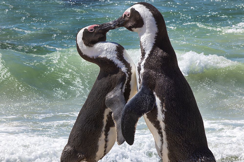 South Africa-Cape Town Jackass penguins greeting on Boulders Beach art print by Jaynes Gallery for $57.95 CAD