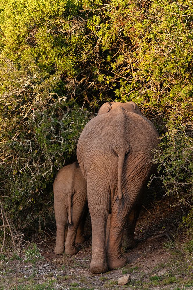 Mother African elephant and her cub browsing among thick bush Eastern Cape South Africa art print by Sergio Pitamitz for $57.95 CAD