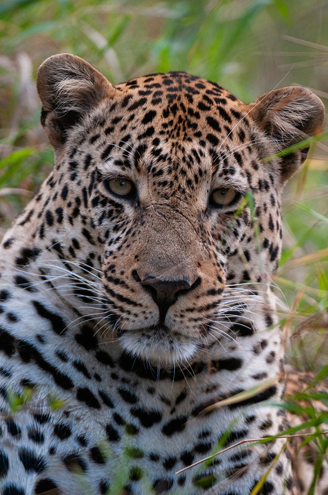 Close-up portrait of a male leopard-Panthera pardus Mala Mala Game Reserve-South Africa art print by Sergio Pitamitz for $57.95 CAD