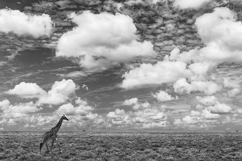 Masai Giraffe on open plains of Serengeti National Park-Tanzania-Africa-Giraffa art print by Adam Jones for $57.95 CAD