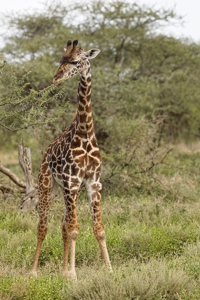 Masai Giraffe browsing on acacia trees-Serengeti National Park-Tanzania-Africa-Giraffa art print by Adam Jones for $57.95 CAD