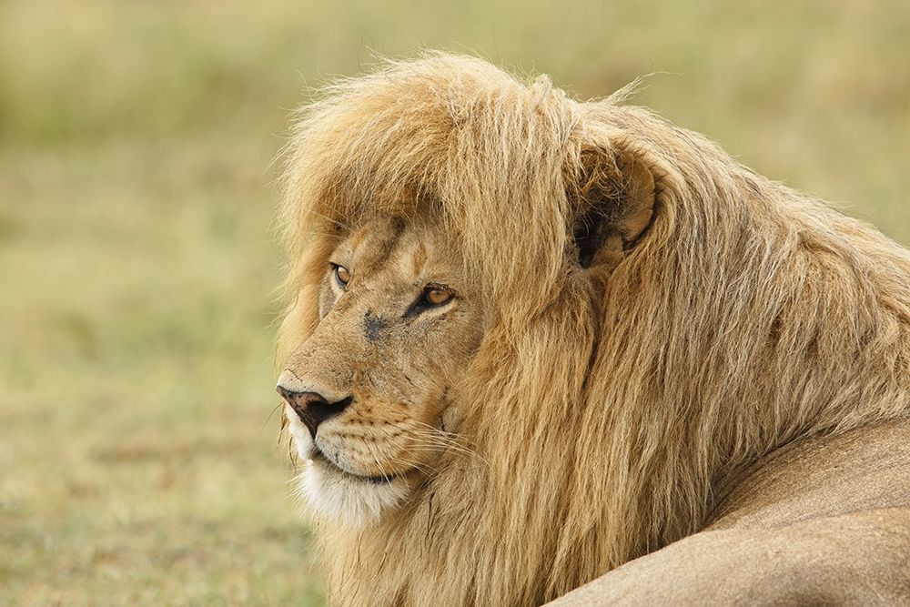 Blonde adult male lion-Panthera leo-Serengeti National Park-Tanzania-Africa art print by Adam Jones for $57.95 CAD