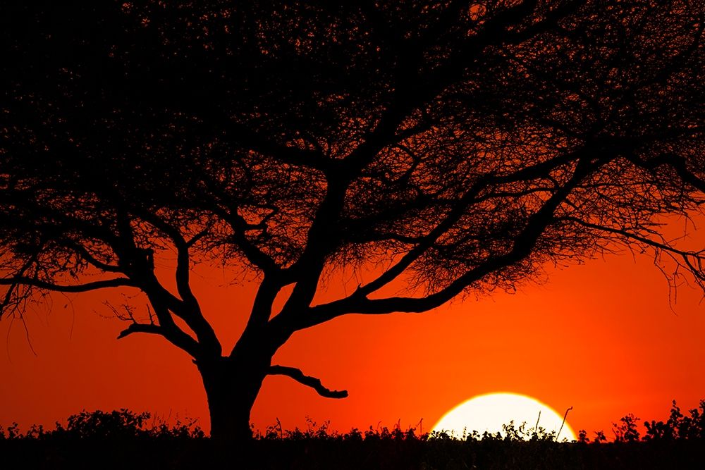 Tree silhouetted at sunset on the vast plains of Serengeti National Park-Tanzania-Africa art print by Adam Jones for $57.95 CAD
