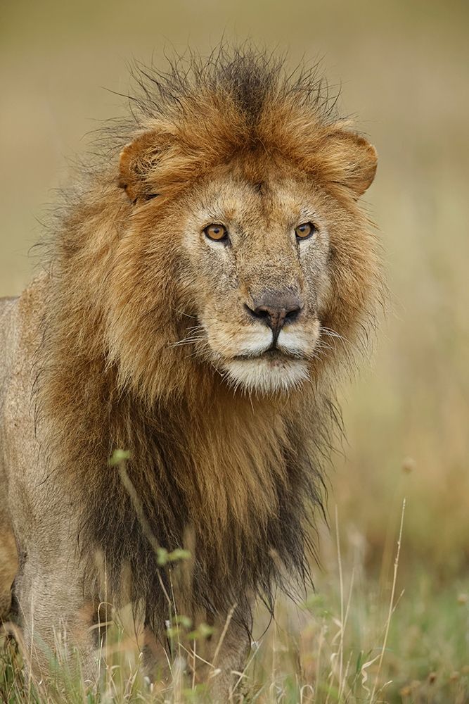 Adult black maned Lion-Panthera leo-Serengeti National Park-Tanzania-Africa art print by Adam Jones for $57.95 CAD
