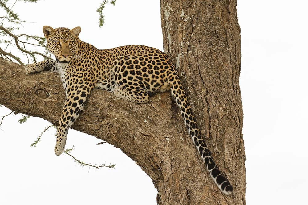 African leopard in tree-Panthera pardus pardus-Serengeti National Park-Tanzania-Africa art print by Adam Jones for $57.95 CAD