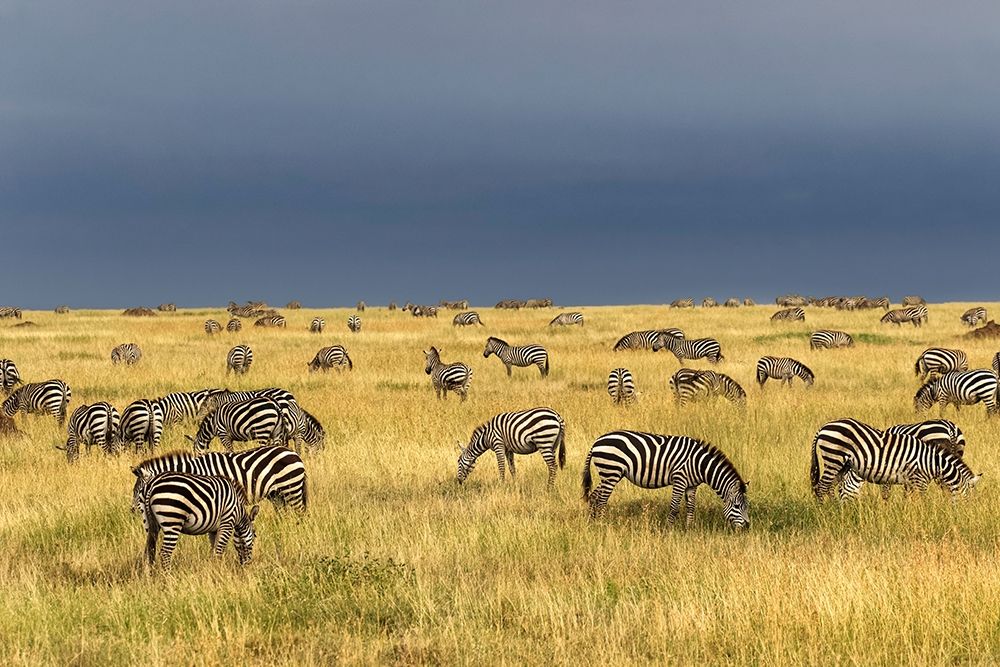 Burchells Zebra-Equus burchellii-Serengeti National Park-Tanzania-Africa art print by Adam Jones for $57.95 CAD