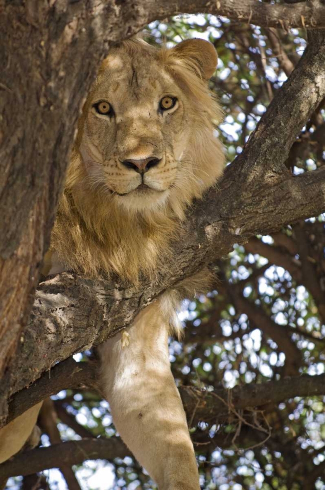 Tanzania, Lake Manyara NP Lion in a tree art print by Dennis Kirkland for $57.95 CAD