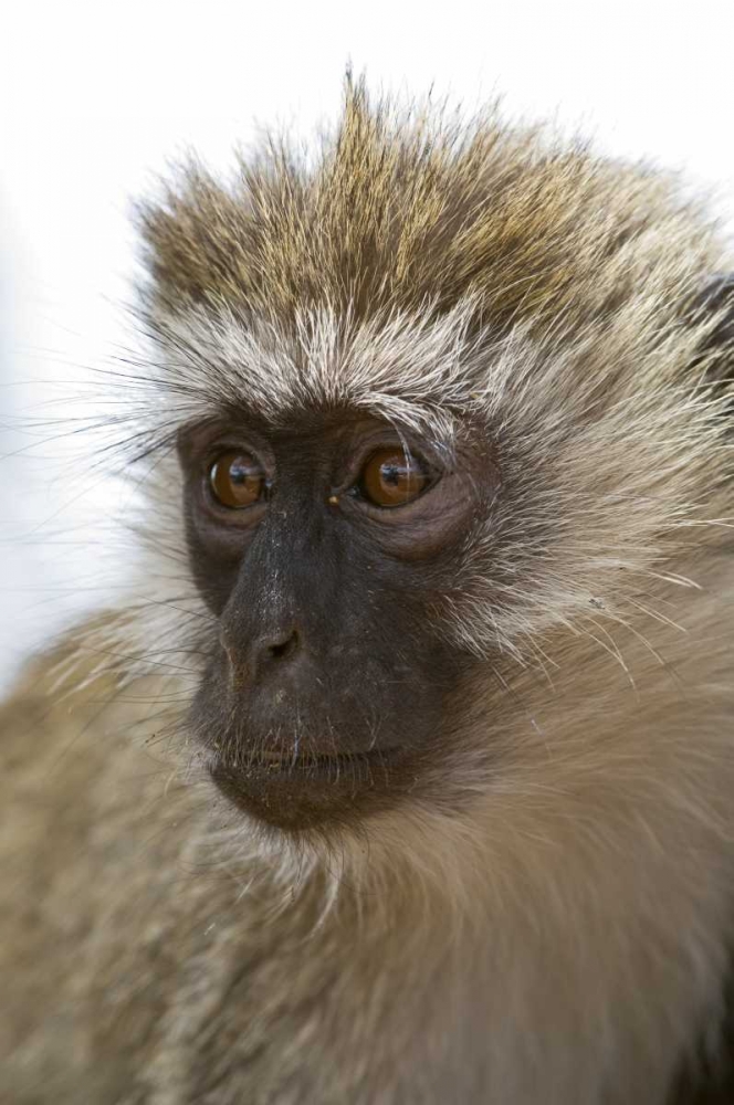 Tanzania, Lake Manyara NP Vervet monkey art print by Dennis Kirkland for $57.95 CAD