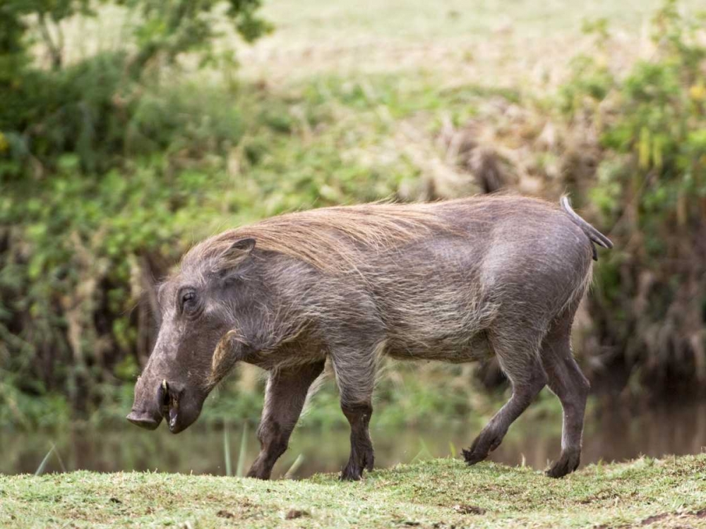 Tanzania, Lake Manyara NP Warthog walking art print by Dennis Kirkland for $57.95 CAD