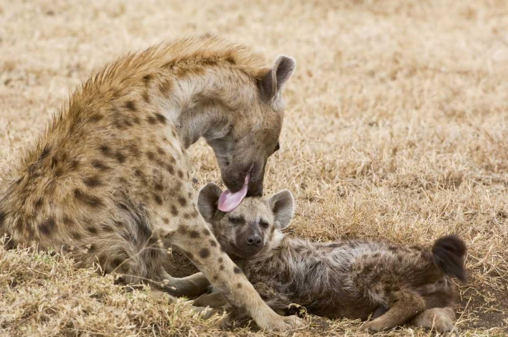 Tanzania, Ngorongoro Spotted hyena licking baby art print by Dennis Kirkland for $57.95 CAD